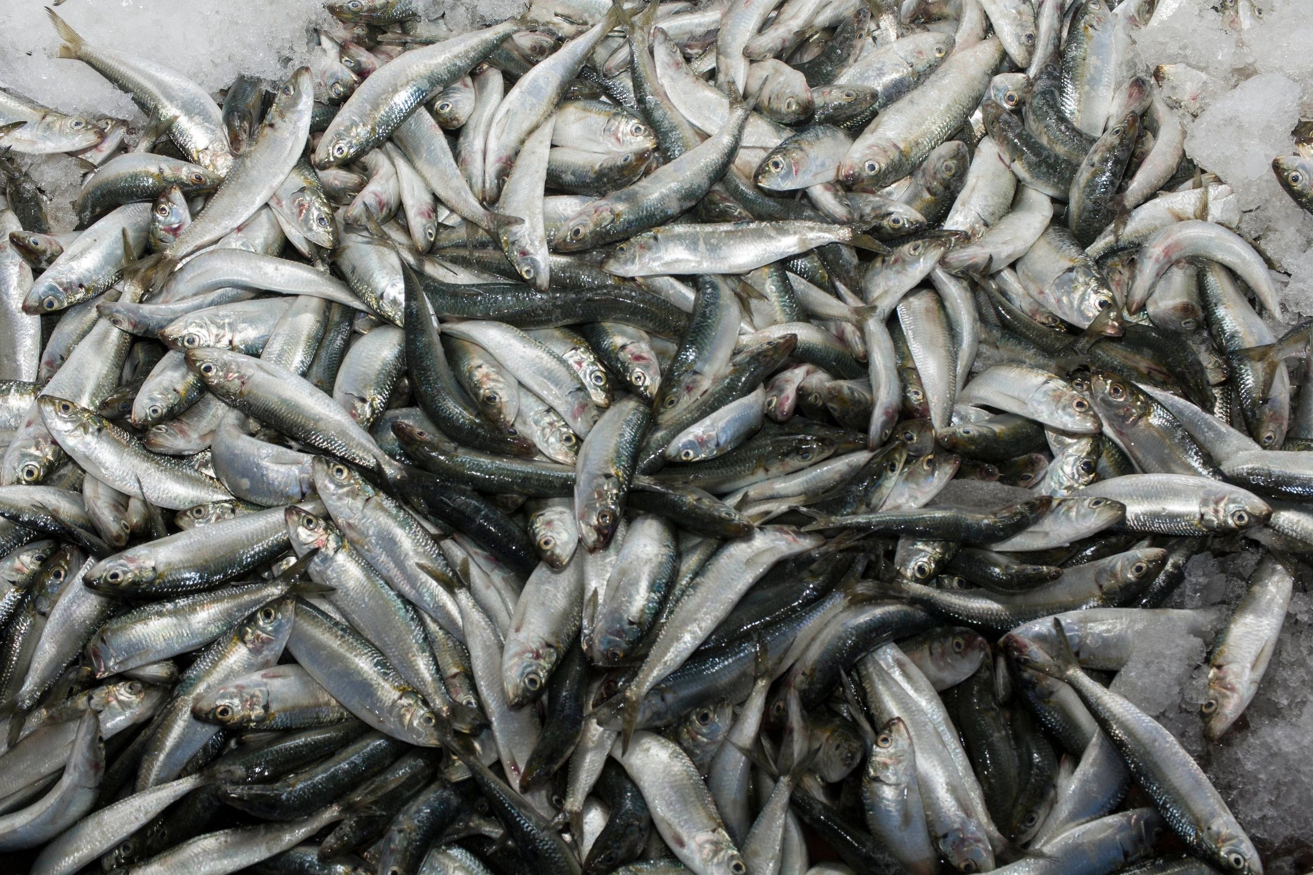 Fresh sardines handled on ice after reception