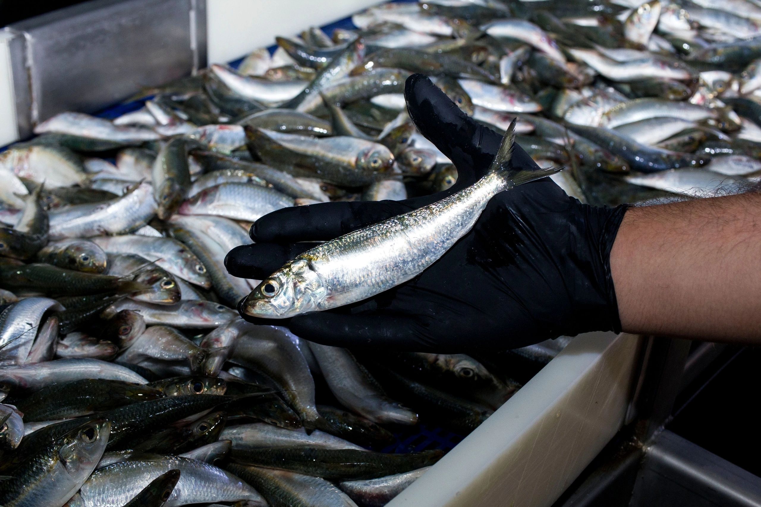 Fresh sardine selected during quality control