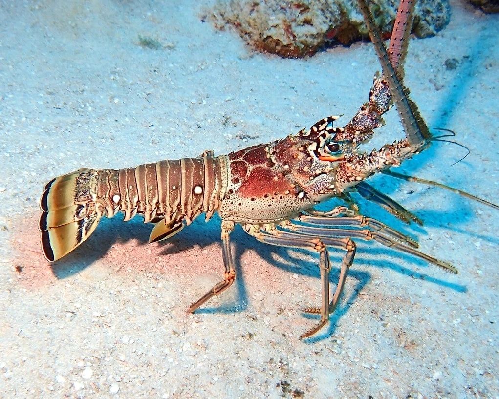 Caribbean Lobster