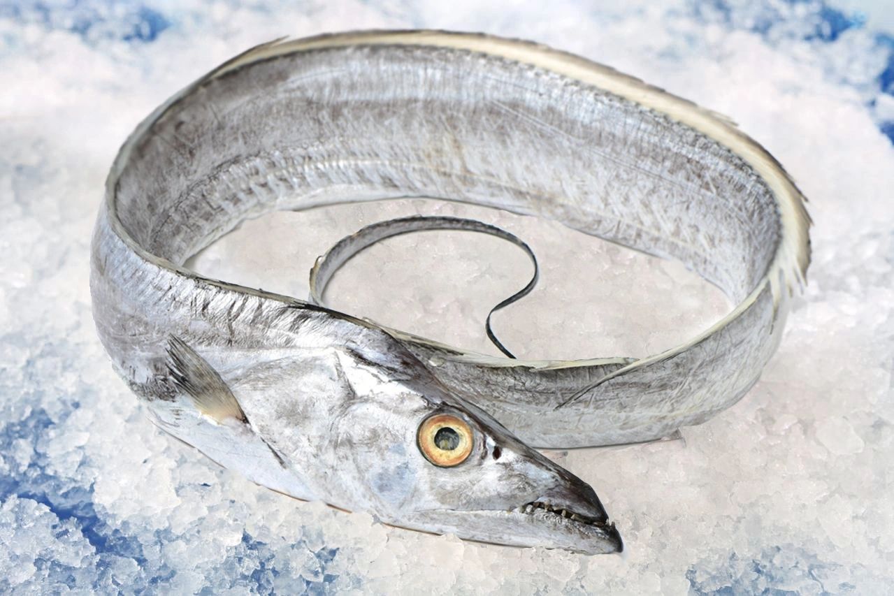 Ribbon Fish