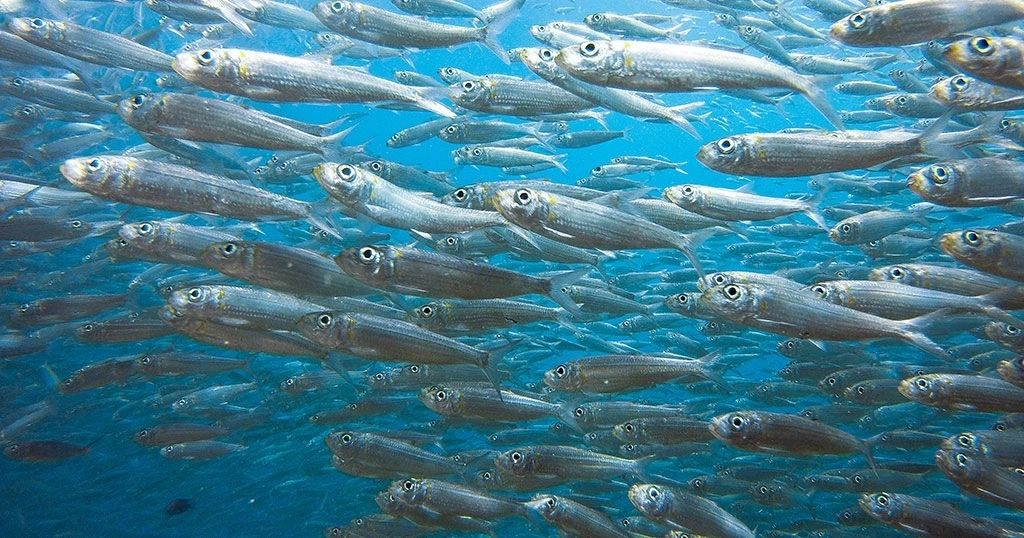 Sardine