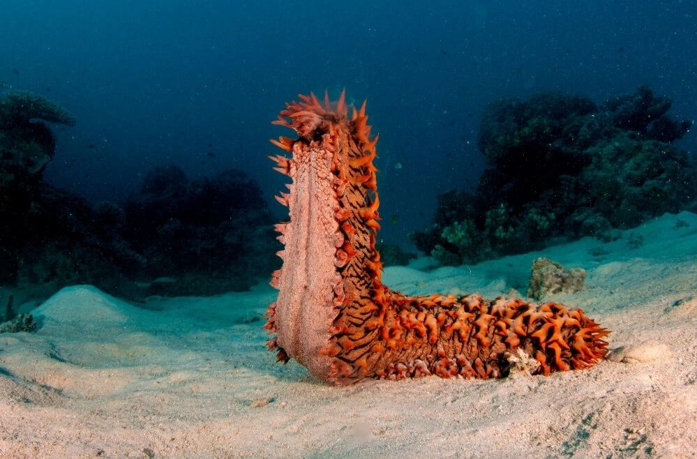 Sea Cucumber