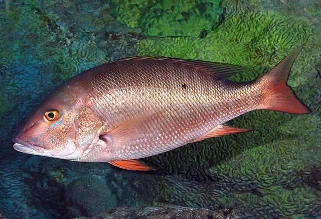 Snapper