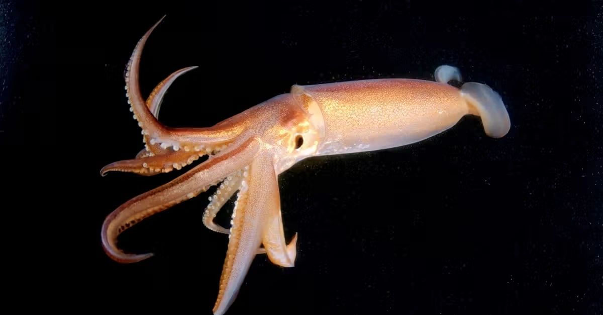 Squid