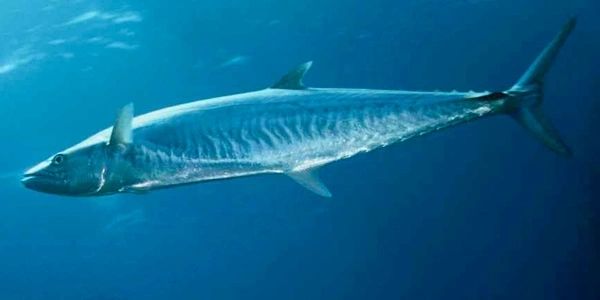 King Fish